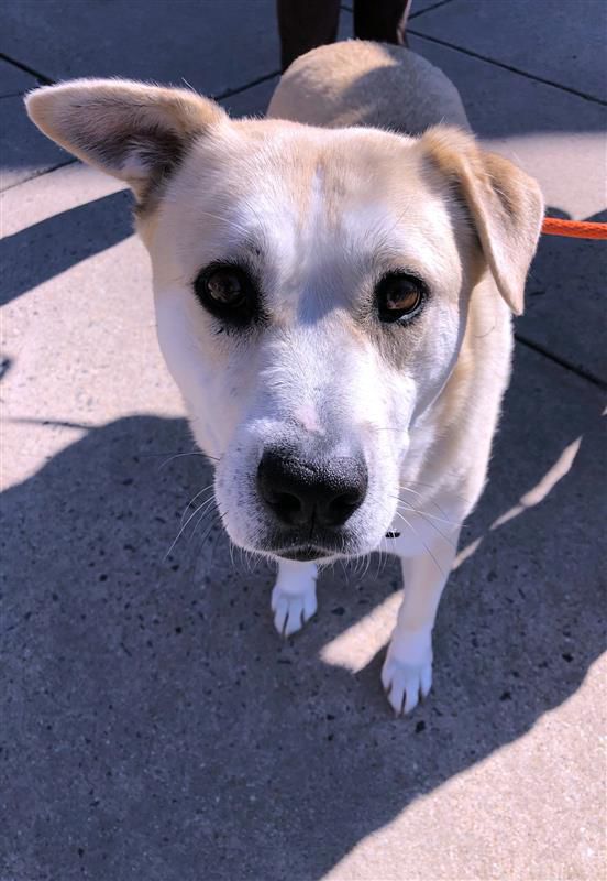 Homeless Animals Rescue Team - Blakes1.jpg